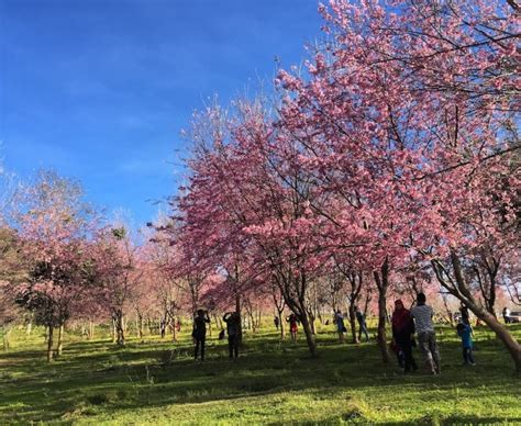 Cherry Magic: Thailand's Springtime Treasure Revealed